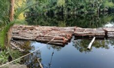 Skandal Pembalakan Liar di Sungai Apit: Ribuan Kayu Mahang Ditebang, Pandi Ilog Bungkam Seribu Bahasa!