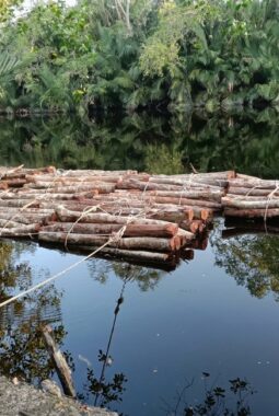 Skandal Pembalakan Liar di Sungai Apit: Ribuan Kayu Mahang Ditebang, Pandi Ilog Bungkam Seribu Bahasa!