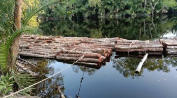 Skandal Pembalakan Liar di Sungai Apit: Ribuan Kayu Mahang Ditebang, Pandi Ilog Bungkam Seribu Bahasa!
